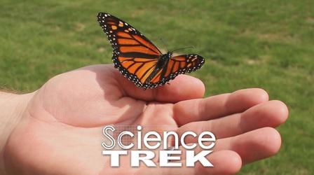Video thumbnail: Science Trek Climate: Animals at Risk