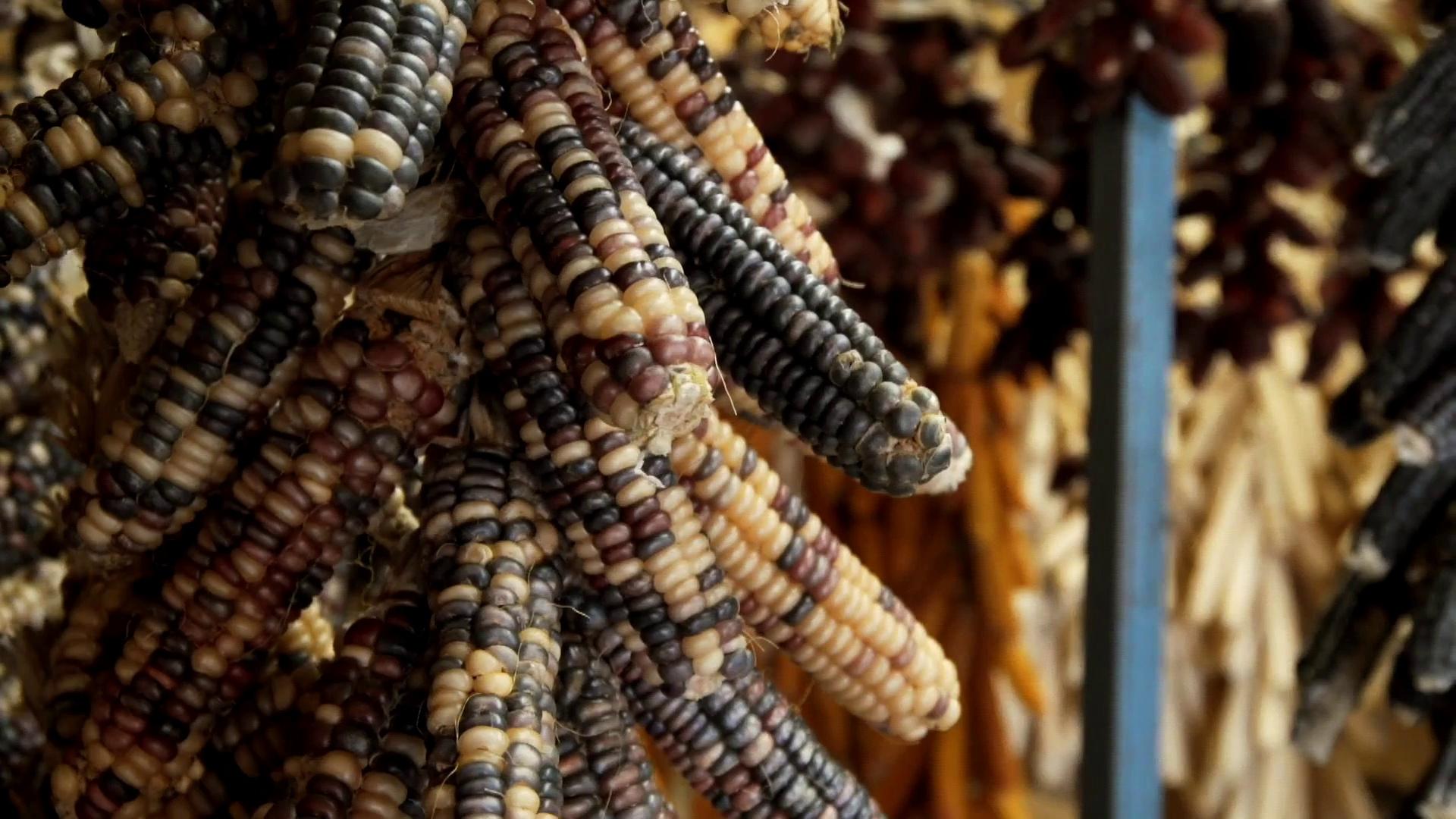 Corn is King Native America Programs PBS SoCal