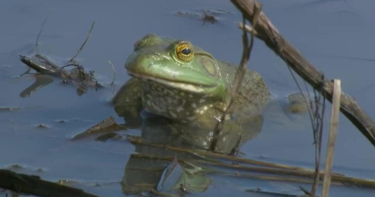 NatureWorks | Bullfrog - Lithobates catesbeianus | PBS