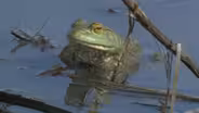 Bullfrog - Lithobates catesbeianus