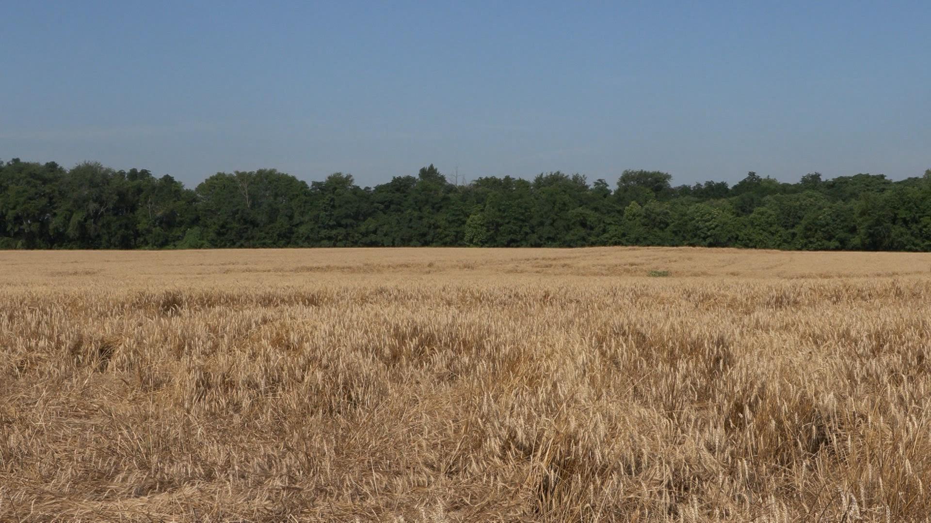 The Batter Capital of the World