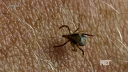 Tips for Avoiding Ticks