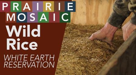 Video thumbnail: Prairie Public Shorts Wild Rice
