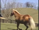 Mountain Pleasure Horses; Dog Sled Racer; Georgetown; Cave