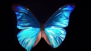 What Gives the Morpho Butterfly Its Magnificent Blue?