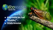 Alternative Jet Fuel | Fluddles | Cicada Invasion