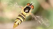 How Hoverflies Spawn Maggots that Sweeten Your Oranges