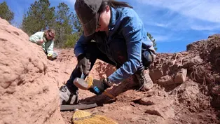 Complete Proto-Dinosaur Skeleton Discovered in North America