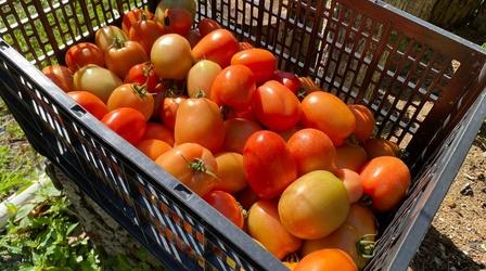 Video thumbnail: VPM News Focal Point Virginia Agriculture | Season 1