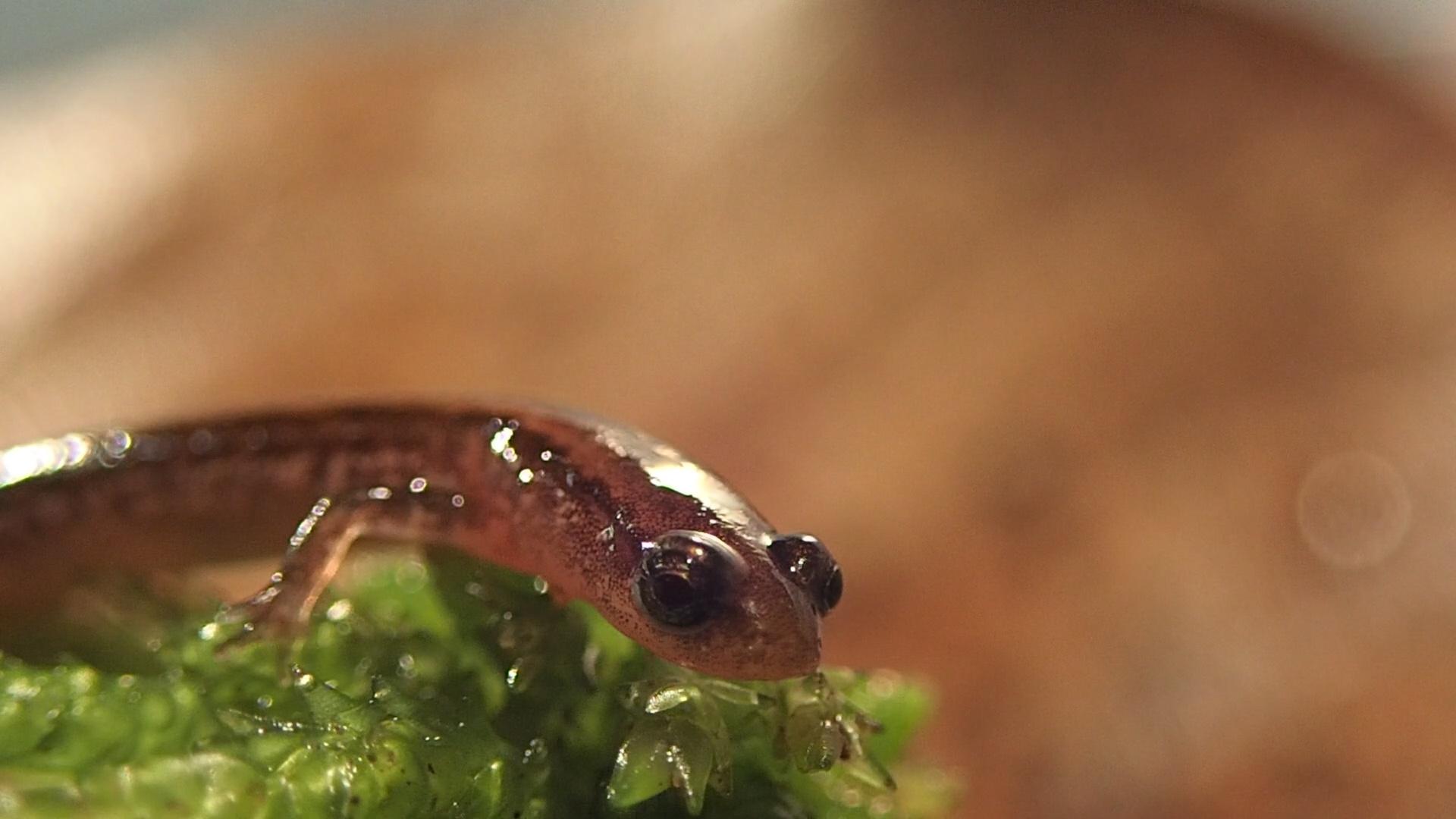 Dwarf Salamander Search in the Chipola River Floodplain