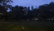 Photographer raises awareness of fireflies under threat