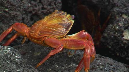 Video thumbnail: The Desert Speaks Gateway to the Galapagos