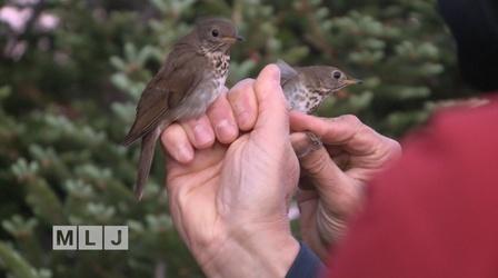 Video thumbnail: Mountain Lake Journal Climate Change in the Adirondacks and the Bicknell's Thrush