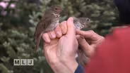 Climate Change in the Adirondacks and the Bicknell's Thrush