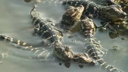 Bastrop’s Back, Gator Hunt, Alligator Chili Relleno