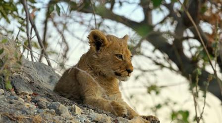 Video thumbnail: Big Cats 24/7 A Lost Lion Cub Faces Nighttime Alone