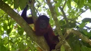 Meeting Suriname's Jungle Inhabitants | Digital Extra