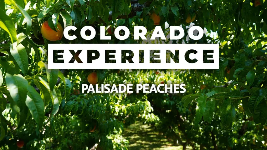 Colorado Experience