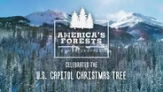 U.S. Capitol Christmas Tree (2020)