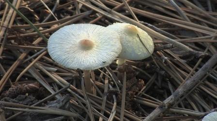 Video thumbnail: Backyard Farmer Backyard Farmer: Mushrooms Around the Landscape