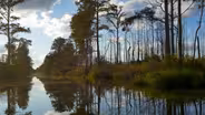Okefenokee Destiny/Everglades