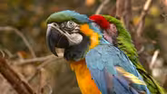 Sylvan Heights Bird Park