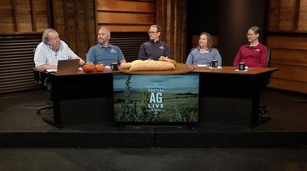 Video thumbnail: Montana Ag Live 5905: Today's Cattle Operations