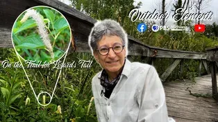 On the Trail for Lizard's Tail