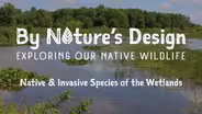 Native & Invasive Species  of the Wetlands