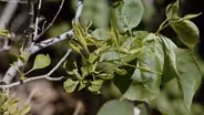 Lilac Disease & Sedge Turf Options