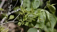 Lilac Disease & Sedge Turf Options