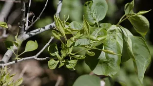 Lilac Disease & Sedge Turf Options