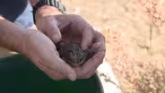 Discovering the Amargosa River's Rare Toad, An Unlikely Conservation Success Story