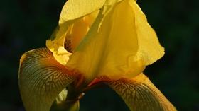 Video thumbnail: Central Texas Gardener Get Growing: Fall Vegetables, Seeds, Irises