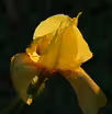 Get Growing: Fall Vegetables, Seeds, Irises