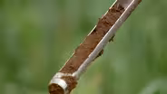 Soil Composition