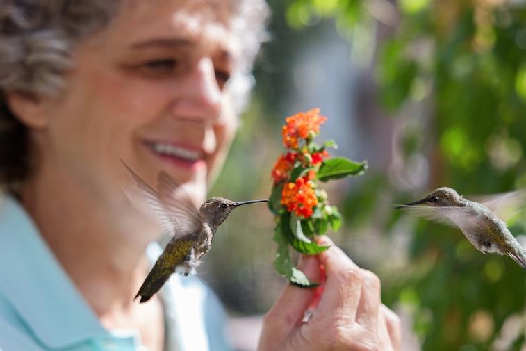 Hummingbirds of Hollywood Poster