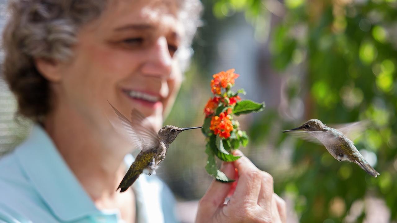 Nature | Hummingbirds of Hollywood