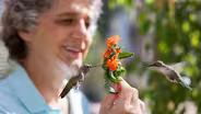 Hummingbirds of Hollywood