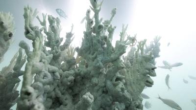 Record ocean heat triggers massive coral reef bleaching