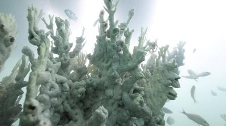 Video thumbnail: PBS NewsHour Record ocean heat triggers massive coral reef bleaching