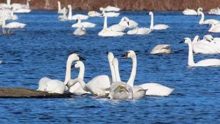 Thousands of Arctic Birds Winter on NC’s Coast