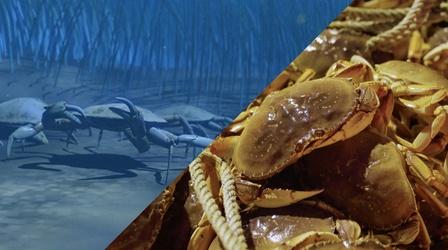 Video thumbnail: Superabundant Dungeness Crab | Superabundant