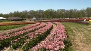 Tulips Turf Problems Tree Care & Garden Pests