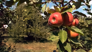 Deal's Orchard