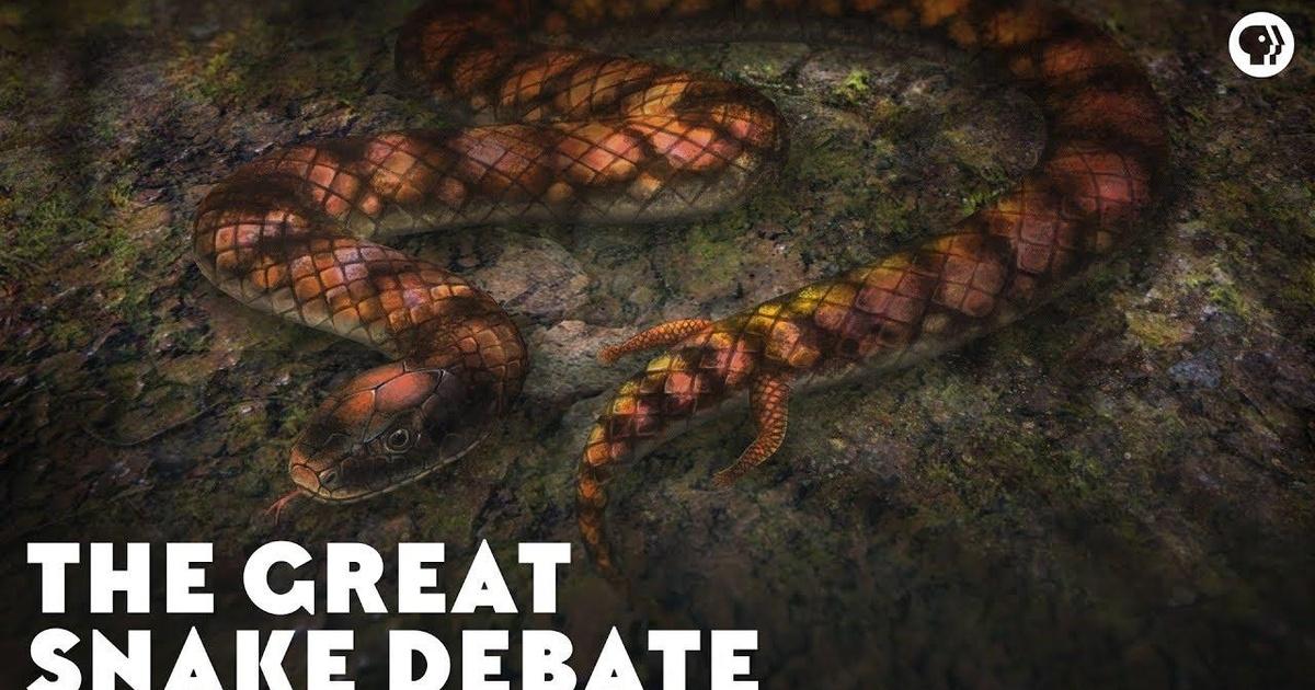 Eons | The Great Snake Debate | Season 1 | Episode 28 | PBS