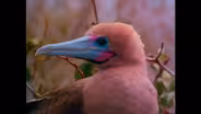Galapagos: Ocean Travelers