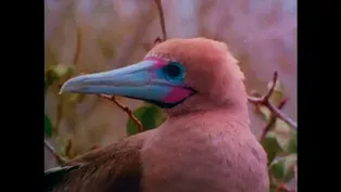 Galapagos: Ocean Travelers