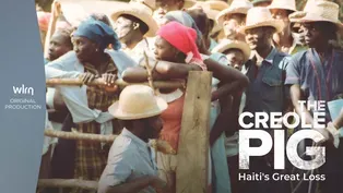 The Creole Pig: Haiti's Great Loss