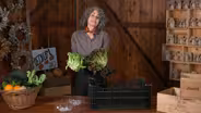 Hydroponic Farming - Harvesting Health